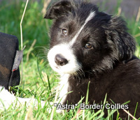 Hawk x Jet pup 1, Black and white border collie pup